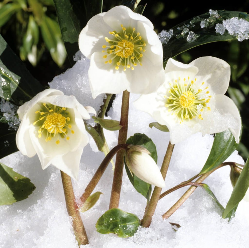 Winterharte Blumen Bilder: Bringing Winter Blooms to Life!