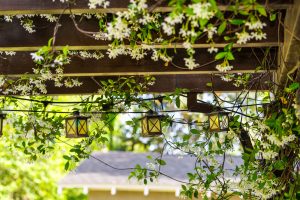 Holzpergola mit blühender Kletterpflanze (vermutlich Sternjasmin) und dekorativer Gartenbeleuchtung in Form kleiner Laternen, umgeben von grünem Gartenambiente.