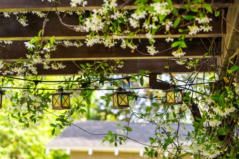 Holzpergola mit blühender Kletterpflanze (vermutlich Sternjasmin) und dekorativer Gartenbeleuchtung in Form kleiner Laternen, umgeben von grünem Gartenambiente.