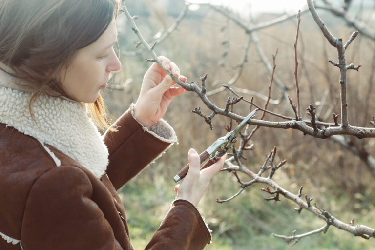 Frau schneidet mit einer Gartenschere den Ast eines Obstbaums an.
