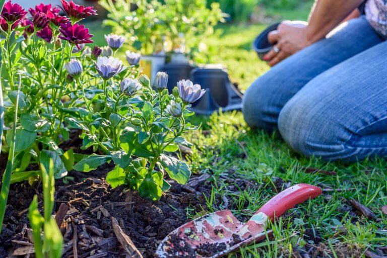 Frau kniet und pflanzt bunte Blumen mit Gartenwerkzeug