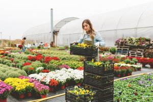Frau trägt Kiste mit Blumen in Gärtnerei