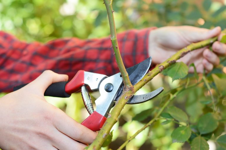 Hände halten eine Heckenschere an einer Kletterrose zum Schneiden