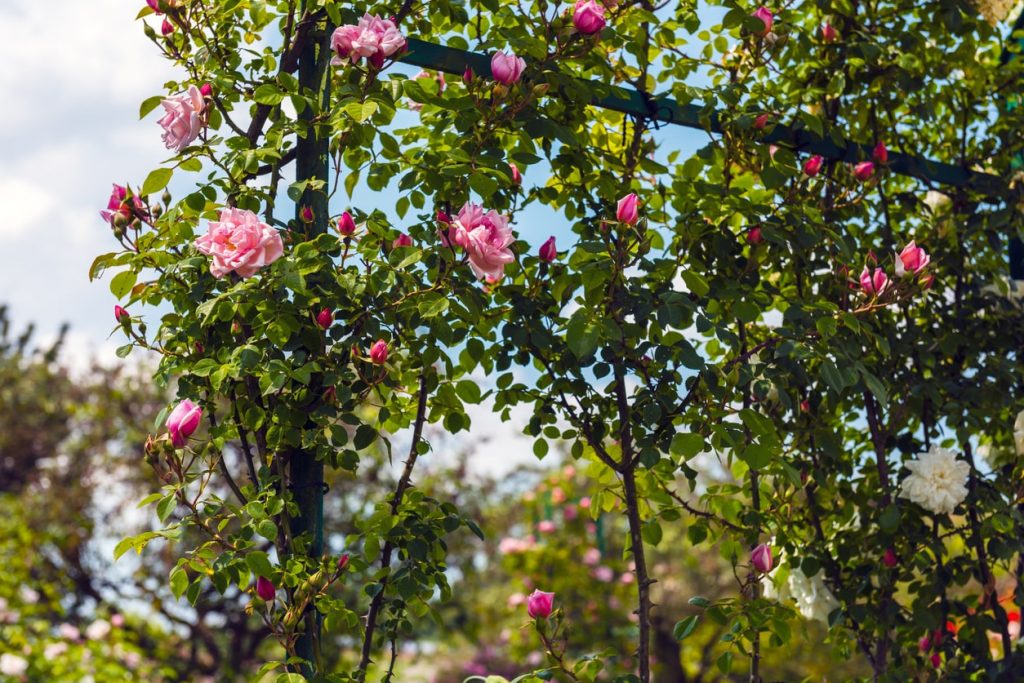 Rosafarbene Kletterrosen in einem Garten