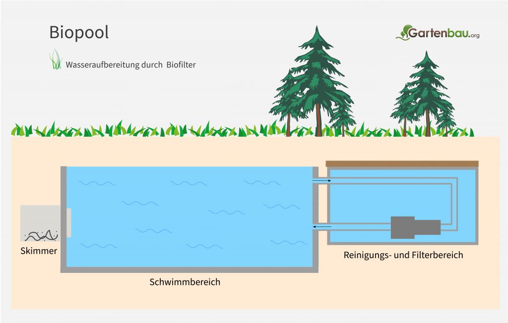 Aufbau eines Biopools als Infografik
