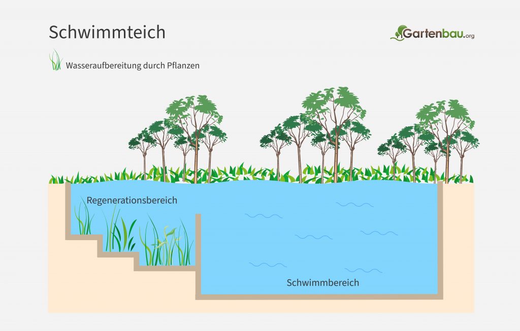 Aufbau eines Schwimmteiches als Infografik