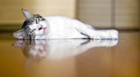 Katze liegt schlafend auf Fußboden mit integrierter Fußbodenheizung
