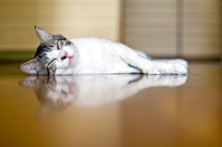 Katze liegt schlafend auf Fußboden mit integrierter Fußbodenheizung