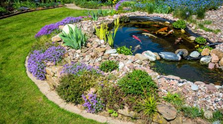 Gartenteich mit Koi-Fischen und Pflanzenbeet