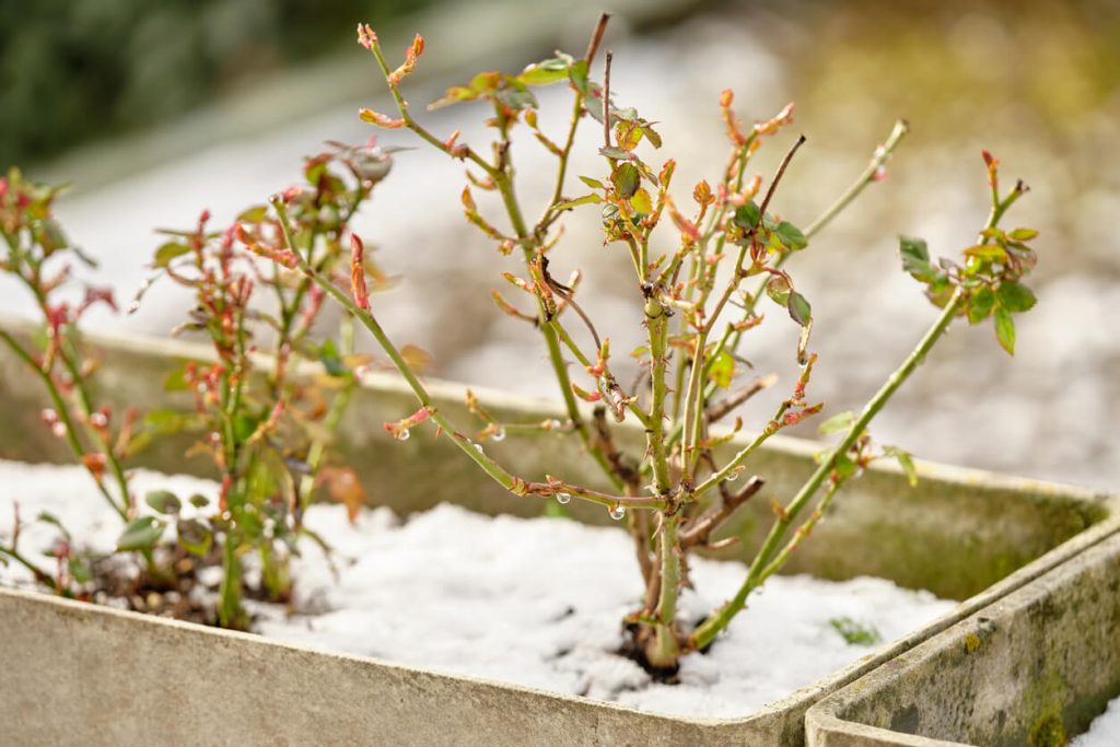 Rosenstrauch mit schneebeckter Erde in einem Kübel