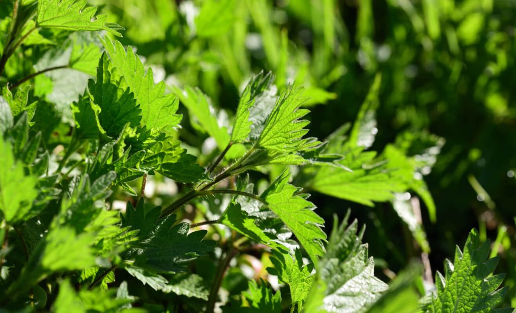 Brennnesselblätter als Unkraut im Gras
