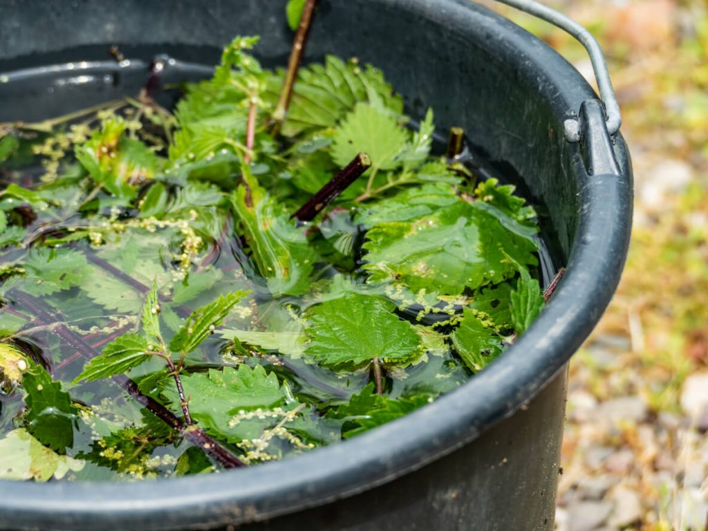 Brennnessel in Wassertopf zur Herstellung von Unkrautvernichtersud