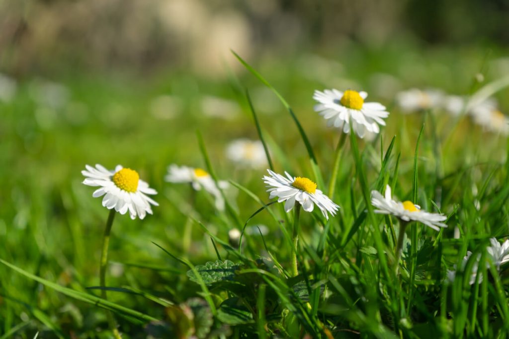 Einzelne Gänseblümchen im Gras