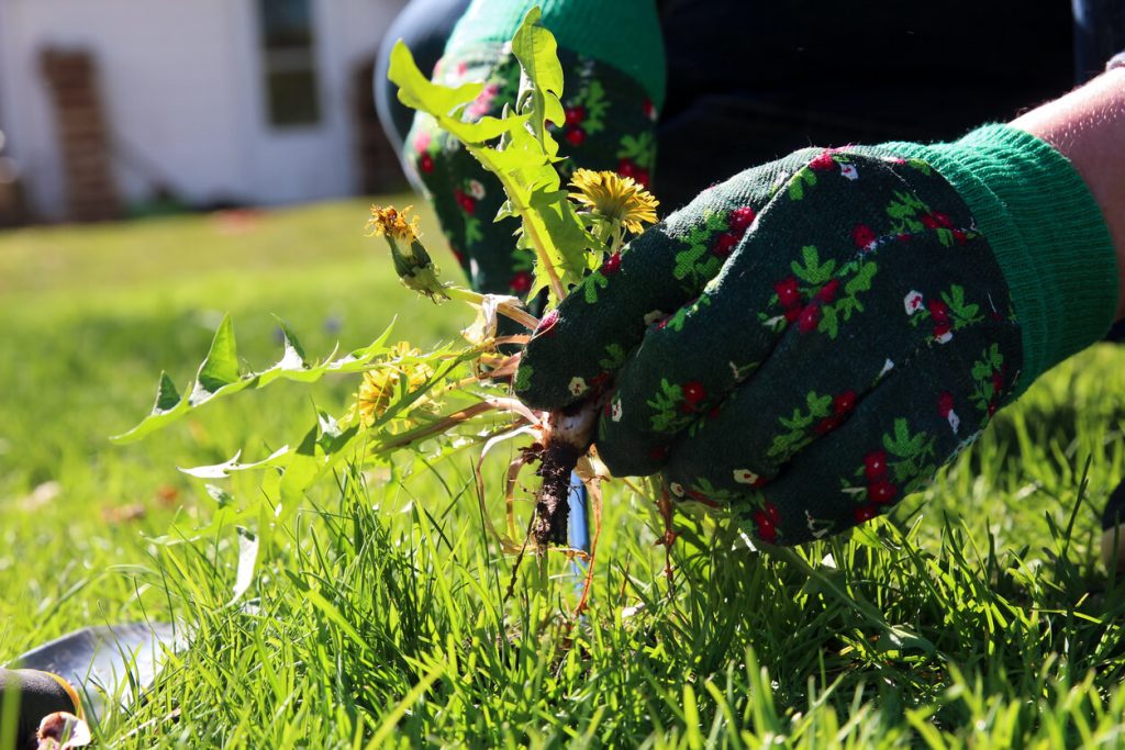 Person mit Gartenhandschuhen zieht Löwenzahn aus der Erde