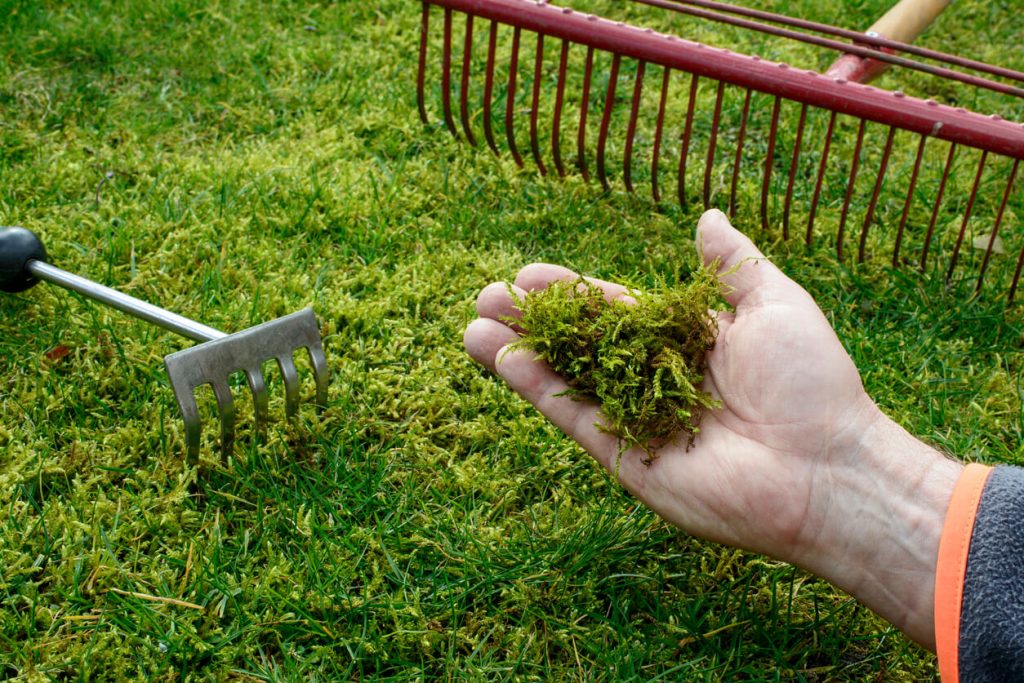 Person entfernt Moos mit Rechen aus Gras
