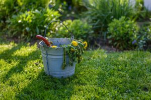 Eimer mit Unkraut im Garten
