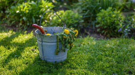 Eimer mit Unkraut im Garten