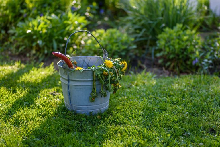 Eimer mit Unkraut im Garten