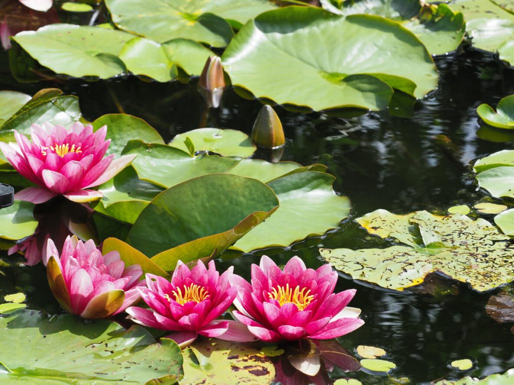 Blühende Seerosen in einem Gartenteich