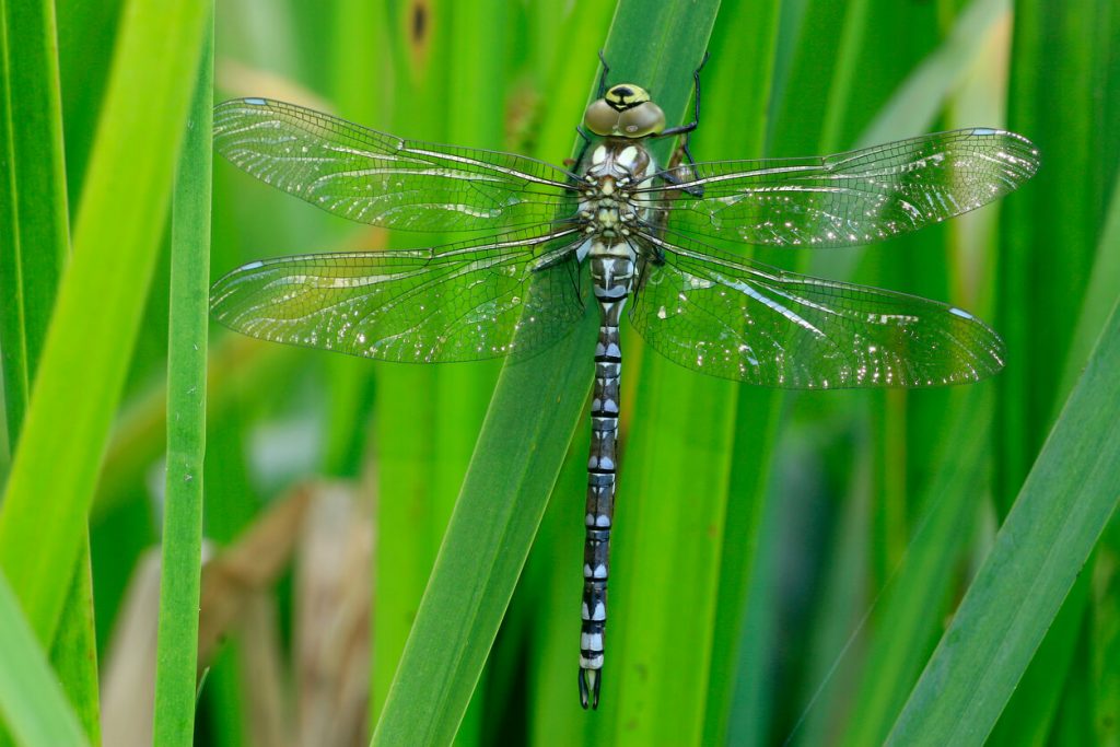 Libelle auf einem Halm im Gartenteich