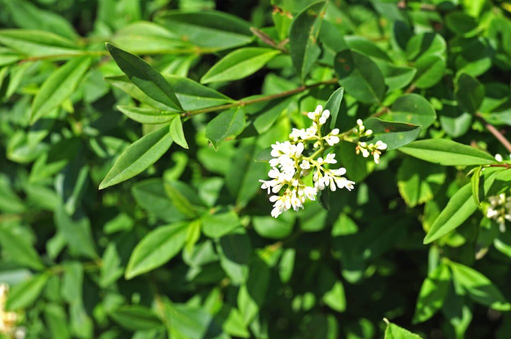 Liguster Blüte an Hecke