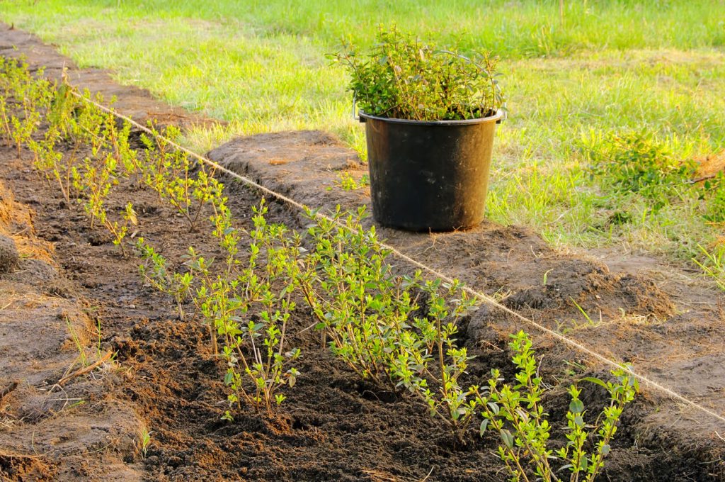 Eingepflanzte Hecke