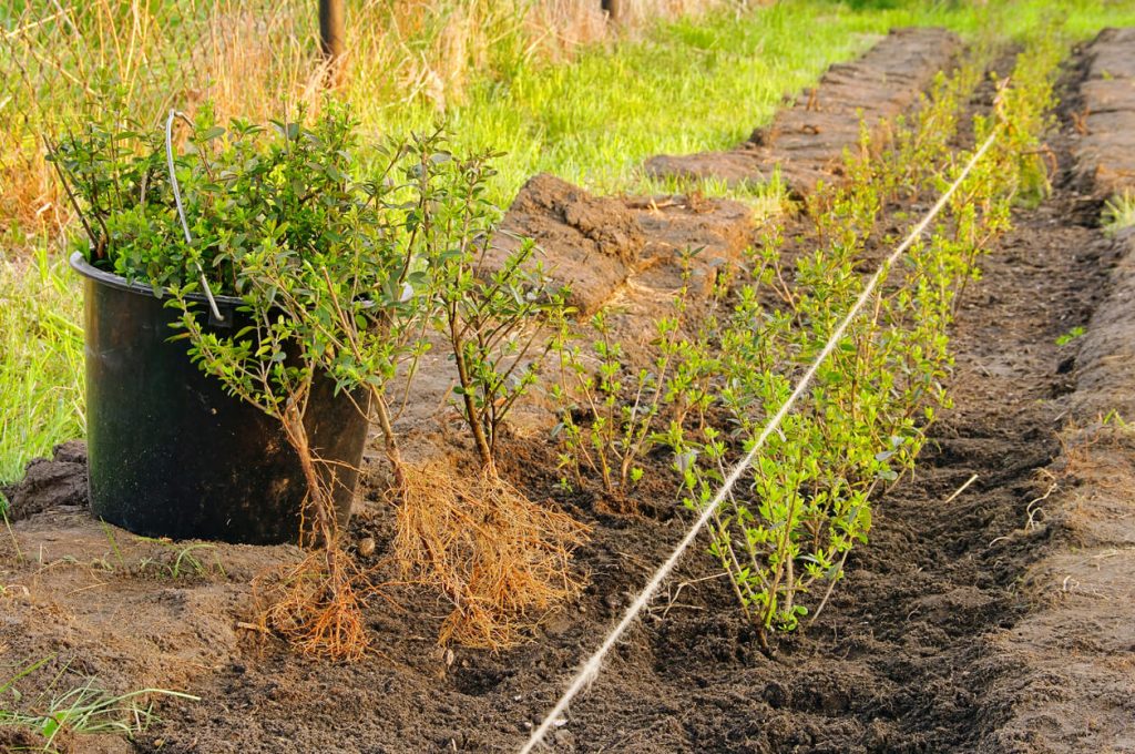 Hecke pflanzen » Zeitpunkt, Abstand & Anleitung