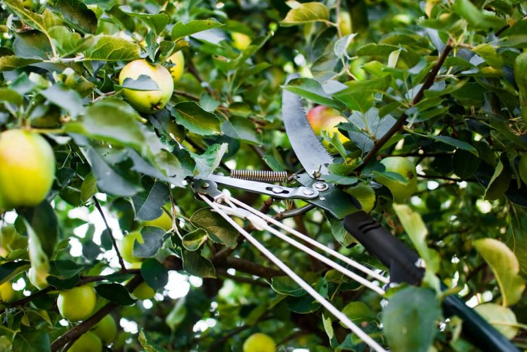 Baumschnitt eines Apfelbaums.