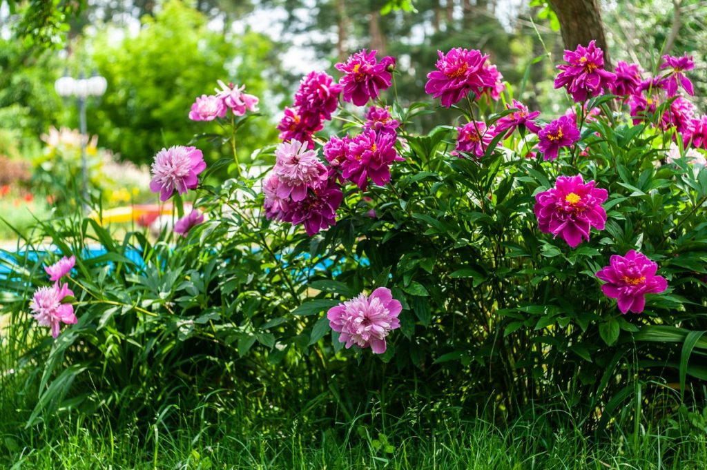 Blühende Pfingstrosen (Paeonia) mit üppigen rosa und purpurfarbenen Blüten im sonnigen Gartenbeet vor grünem Hintergrund.