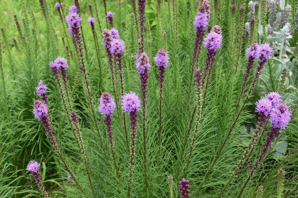 Lila farbige Blüten der Prachtscharte (Liatris spicata).