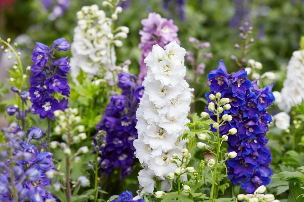 Weiße und blaue Blüten einer Rittersporn Staude.