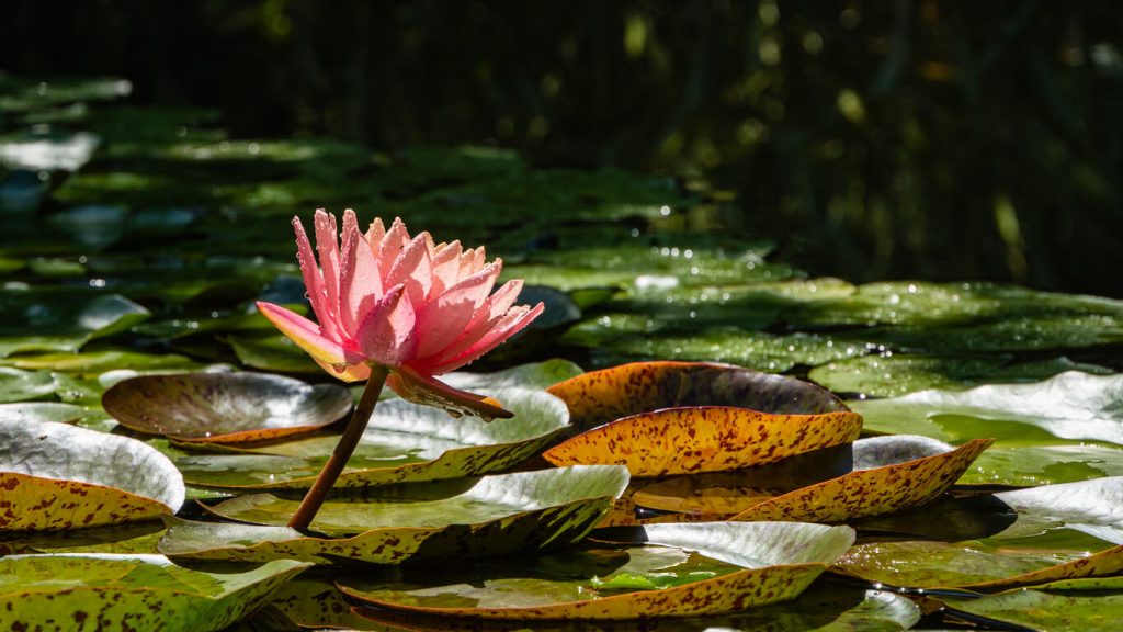 Seerosen auf einem zugewachsenen Teich