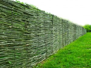 Lebender Zaun » Ein immergrüner Sichtschutz als Gartenzaun