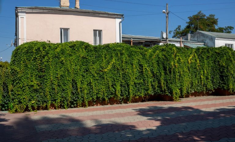 Lebender Gartenzaun aus einer immergrünen Hecke