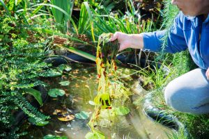 Frau reinigt Teich von Algen