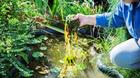 Frau reinigt Teich von Algen