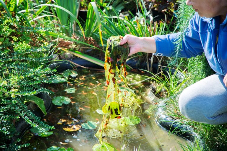 Teich anlegen Kosten » Wie viel kostet der Bau eines Teichs?