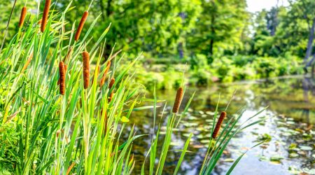 Rohrkolben am Ufer eines Schwimmteichs