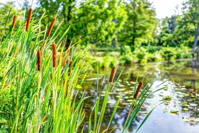 Rohrkolben am Ufer eines Schwimmteichs