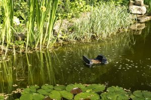 Filter schwimmt auf der Wasseroberfläche und sammelt Blätter, Schmutz und andere Fremdkörper von der Wasseroberfläche