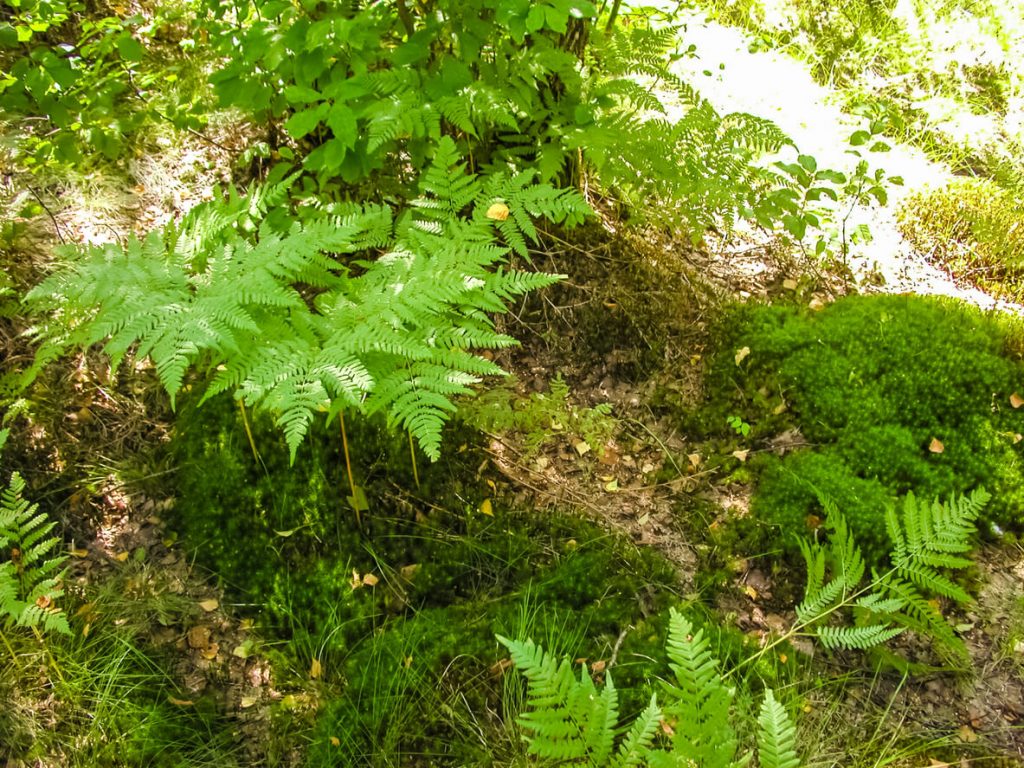 Waldboden mit Farn und Pilzen