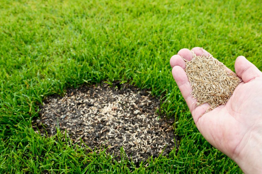 Rasen anlegen Kosten » Wie viel kostet ein neuer Rasen?