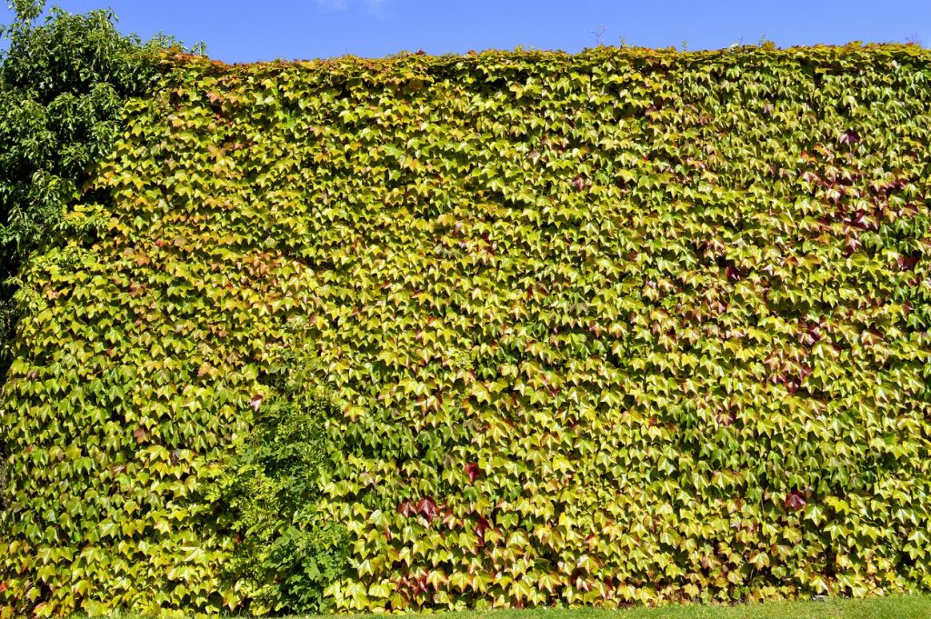Efeu als grüner Sichtschutz im Garten