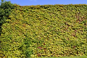 Efeu als grüner Sichtschutz im Garten
