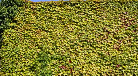 Efeu als grüner Sichtschutz im Garten