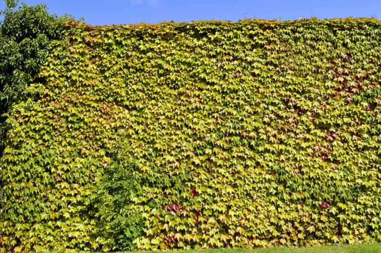 Efeu als grüner Sichtschutz im Garten
