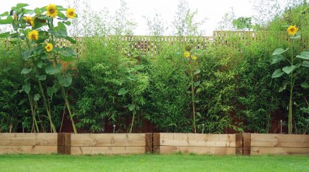 Bambus und Sonnenblumen in Hochbeeten als Sichtschutz aus Pflanzen in einem Garten
