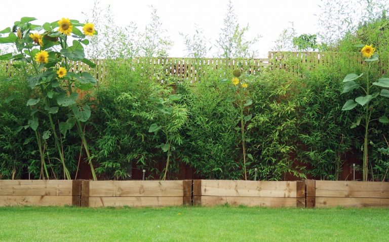 Bambus und Sonnenblumen in Hochbeeten als Sichtschutz aus Pflanzen in einem Garten