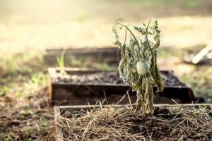 Vertrocknetet Aubergine in einem von Dürre geplagten Garten