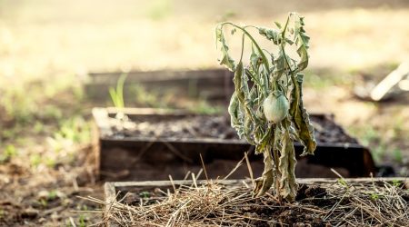 Vertrocknetet Aubergine in einem von Dürre geplagten Garten